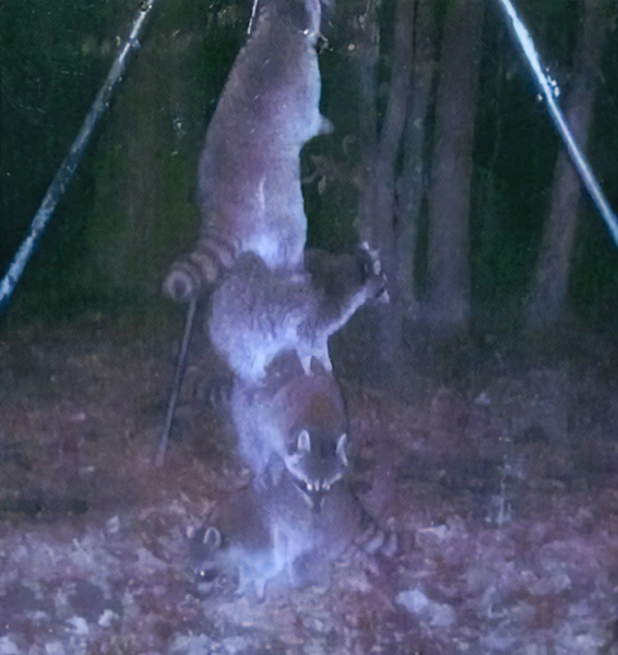 Вы заметили? 14 забавных кадров с животными, которые случайно попали в фотоловушки